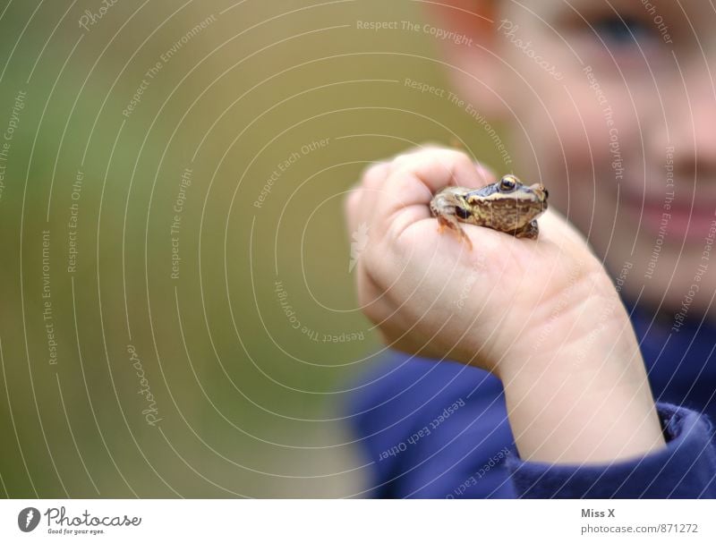 Hallo Frosch Freizeit & Hobby Spielen Kinderspiel Mensch Kleinkind Junge Hand 1 1-3 Jahre 3-8 Jahre Kindheit Natur Tier Wald Moor Sumpf Teich See Bach fangen