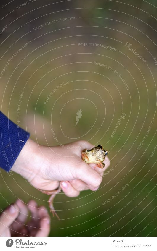 Dich hab ich Freizeit & Hobby Spielen Kinderspiel Mensch Kleinkind Hand 1 3-8 Jahre Kindheit 8-13 Jahre Natur Tier Teich Frosch Ekel lustig schleimig Neugier