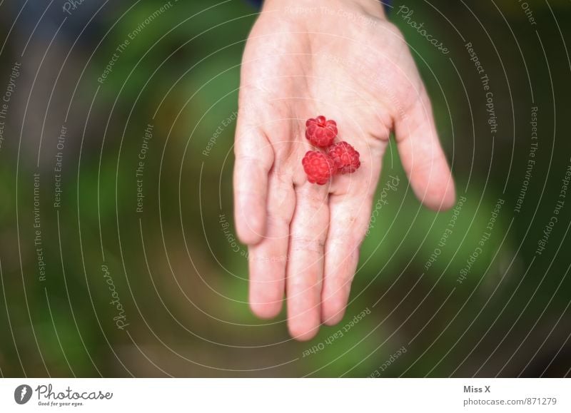 Himbeeren Lebensmittel Frucht Ernährung Essen Bioprodukte Vegetarische Ernährung Gesunde Ernährung Ausflug Garten Mensch Hand Finger 1 3-8 Jahre Kind Kindheit