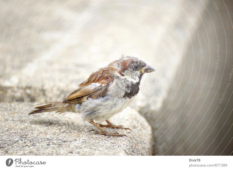 Kleiner Zausel Bretagne Stadt Straße Bordsteinkante Tier Wildtier Vogel Spatz Haussperling 1 Stein Beton Blick sitzen warten alt frech frei klein braun gelb