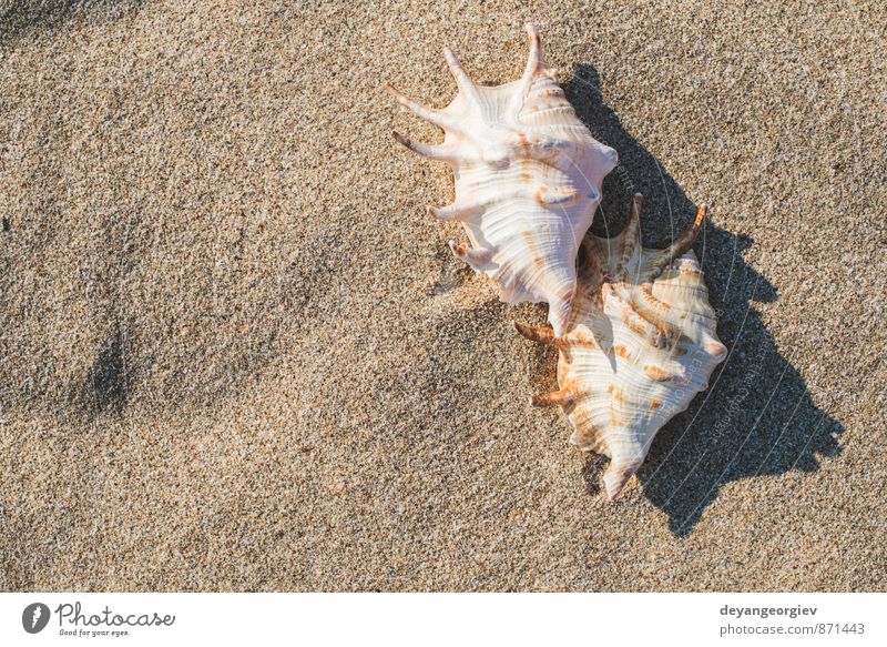 Muscheln am Strand exotisch Erholung Ferien & Urlaub & Reisen Tourismus Sommer Sonne Meer Wellen Natur Landschaft Sand Himmel Küste blau weiß Idylle Panzer