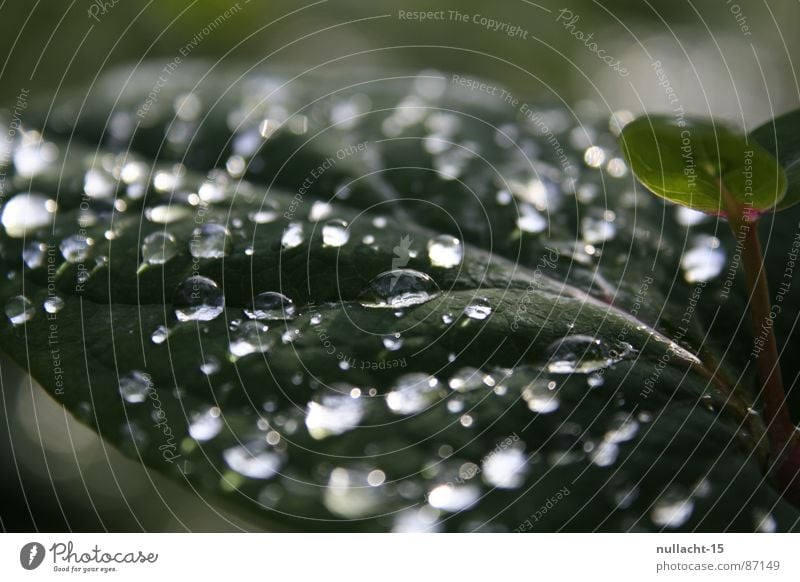 ... tropf ... tropf ... Wassertropfen nass Regen Pflanze feucht Hoffnung Wunsch rund grün wasserdicht Naturphänomene Flüchtiger Blick Botanik wetterfest gießen