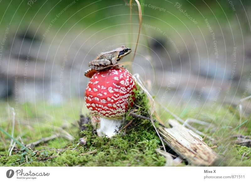 Waldstein-Frosch Tier Herbst Moos 1 klein Laubfrosch Pilz Fliegenpilz Waldboden Farbfoto mehrfarbig Außenaufnahme Nahaufnahme Menschenleer Textfreiraum links