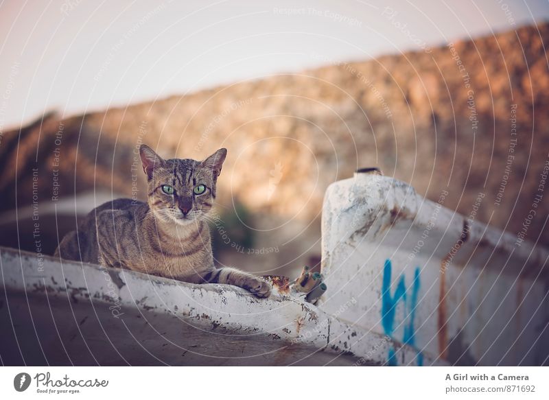 my home .... Tier Haustier Katze 1 beobachten liegen Blick Süden Auge Gedeckte Farben Außenaufnahme Menschenleer Textfreiraum rechts Textfreiraum oben