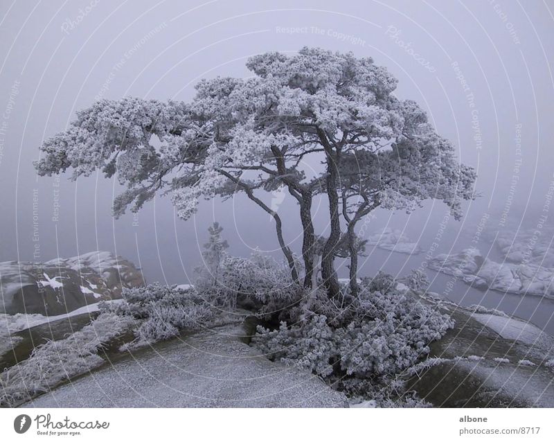 beschneiter Baum Winter Schnee Berge u. Gebirge Wasser Eis Natur Amerika Schweden