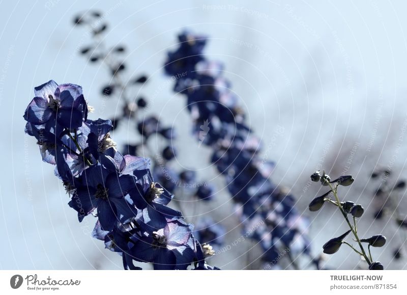 Ritter Sporn Natur Pflanze Himmel Schönes Wetter Blume Blüte Rittersporn Garten elegant frisch schön stark blau grau violett Fröhlichkeit Lebensfreude Euphorie