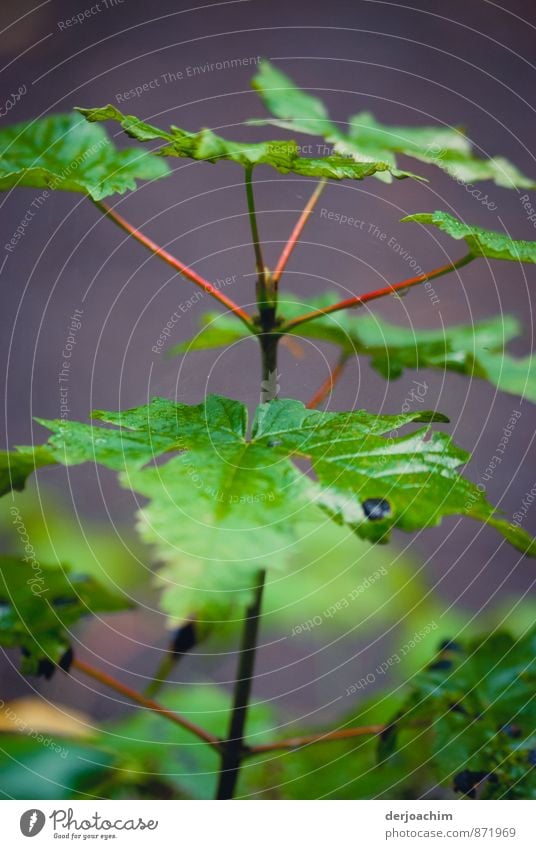 Zartes Pflänzchen,Eine  Grünpflanze, zarte Blätter und noch ganz klein. elegant Sinnesorgane Meditation wandern Natur Sommer Pflanze Blatt Wildpflanze Wald