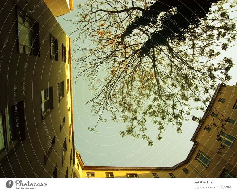 Hofgrün Haus Stadthaus Mieter Vermieter Etage Fenster Hinterhof Froschperspektive Wohnung Baumstamm Besitz Singlewohnung Frühling Berlin hinterhaus Bauernhof