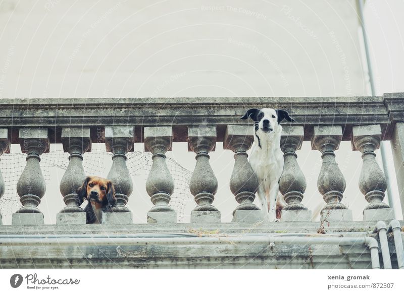 Freunde Freizeit & Hobby Spielen Ferien & Urlaub & Reisen Tourismus Innenarchitektur Mauer Wand Tier Haustier Hund Tiergesicht 2 Tiergruppe Tierpaar Blick