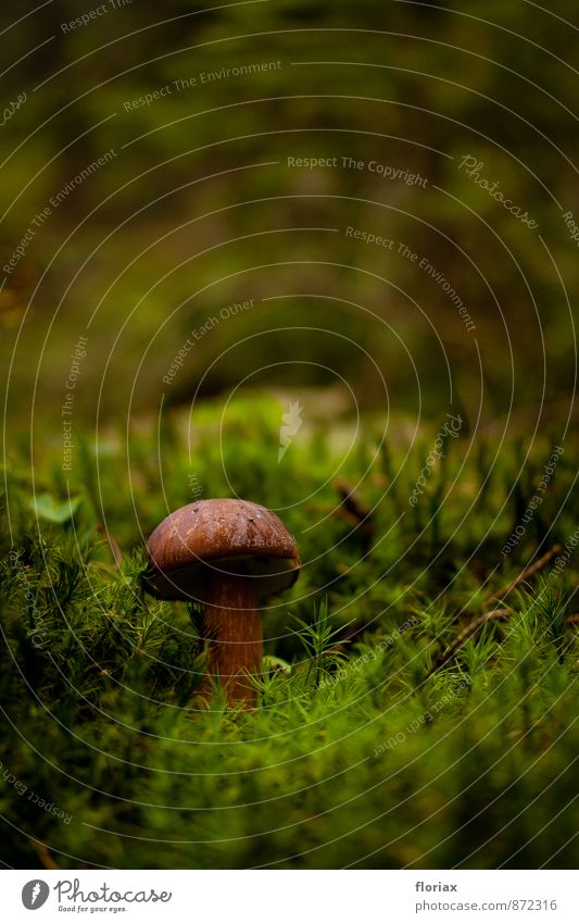 tief im wald Lebensmittel Vegetarische Ernährung Erholung Natur Erde Herbst Moos Wald Hut stehen Duft braun grün Vertrauen Sicherheit Schutz Geborgenheit