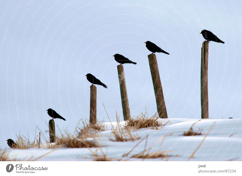 Mittagspause Ordnung Vogel Holz Gras Pause stehen Erholung Anordnung Tier Gesellschaft (Soziologie) Wohngemeinschaft Winter sitzen Haushuhn stecken Schnee