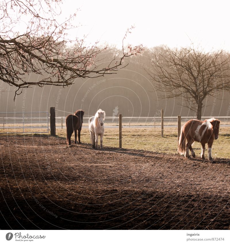 Der Frühling kommt bestimmt Natur Landschaft Himmel Winter Baum Feld Wald Weide Tier Pferd Island Ponys 3 Herde Zaun Zaunpfahl beobachten gehen stehen natürlich