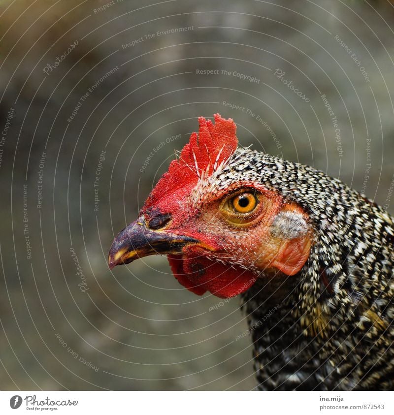 wahres Bio-Huhn Tier Nutztier Haushuhn 1 Gesundheit nachhaltig natürlich orange rot schwarz weiß Freilandhaltung Bioprodukte Biologische Landwirtschaft