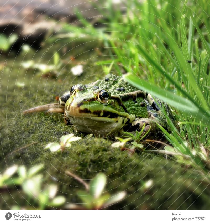 Frühschoppen Farbfoto Außenaufnahme Nahaufnahme Menschenleer Textfreiraum oben Textfreiraum unten Tag Starke Tiefenschärfe Zentralperspektive Tierporträt