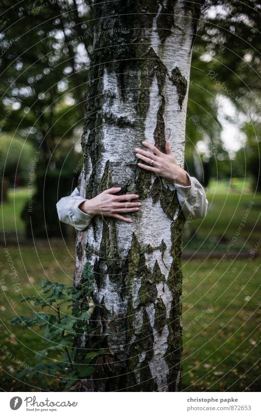 liebt holz harmonisch Meditation feminin Arme 1 Mensch Natur Pflanze Herbst Baum Holz festhalten Liebe Umarmen Sympathie Freundschaft Zusammensein Kraft