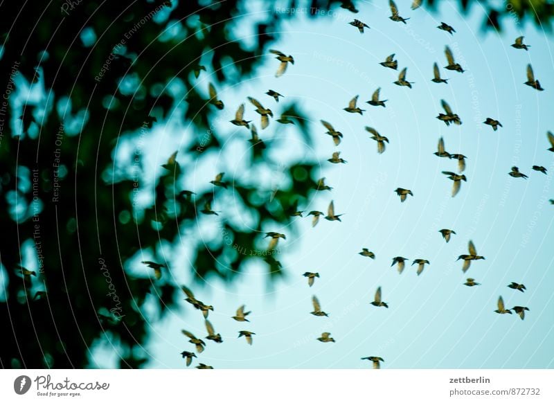 Ausflug Abenteuer Sommer Haus Menschengruppe Umwelt Natur Pflanze Tier Himmel Wetter Schönes Wetter Baum Stadt Stadtzentrum Gebäude Vogel Tiergruppe Schwarm