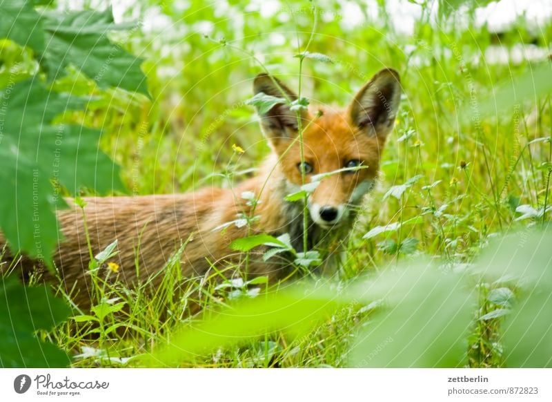 Neuer Fuchs Landraubtier Fell Pelzmantel Pelzmütze Pelzjacke Pelztier direkt Tier Wildtier Rotfuchs Tollwut