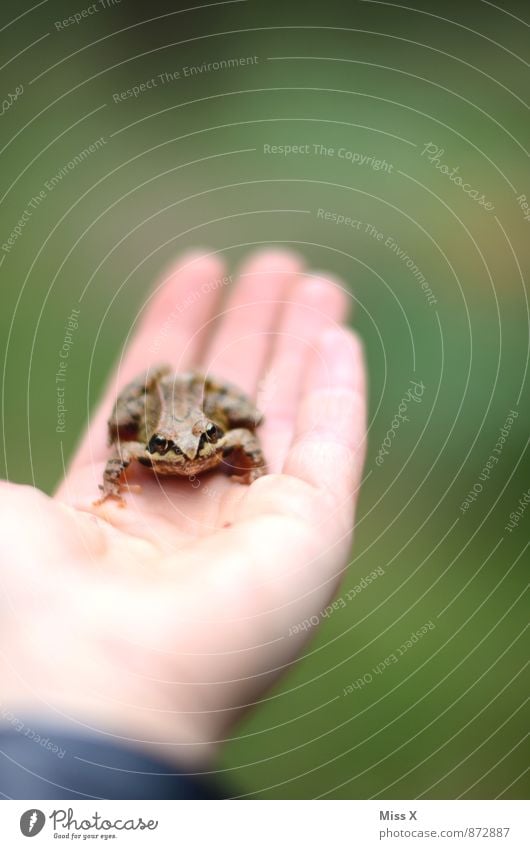 Küss mich, Ces, küss mich :-) Mensch Hand Pflanze Wald Tier Frosch 1 hocken schleimig Froschkönig Märchen Prinz Märchenwald Küssen Verhext Farbfoto mehrfarbig