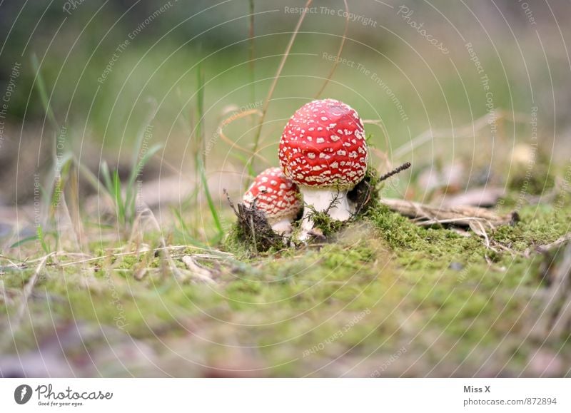 Fliegenpilz Natur Erde Herbst Moos Wald rot gefährlich Pilz Waldboden Gift Farbfoto mehrfarbig Außenaufnahme Nahaufnahme Menschenleer Textfreiraum links