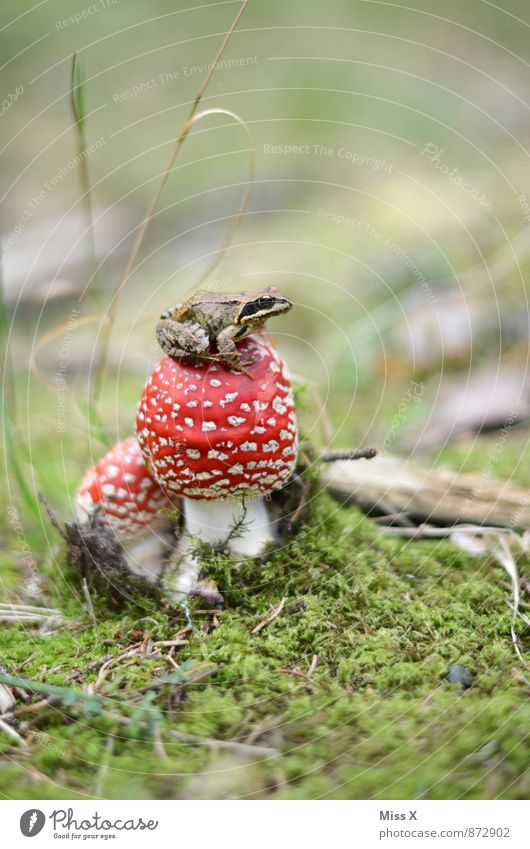 Froschkönig Natur Tier Erde Herbst Moos Wiese Wald 1 klein schleimig Pilz Fliegenpilz Waldboden Märchenwald Herbstwald Farbfoto mehrfarbig Außenaufnahme