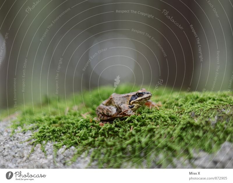 Frosch Natur Tier Moos Wald 1 grün Laubfrosch Waldboden Moosteppich Farbfoto mehrfarbig Außenaufnahme Nahaufnahme Menschenleer Textfreiraum links