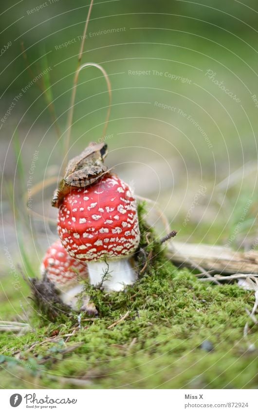 Froschkönig Tier Sommer Herbst Wald Moor Sumpf Teich Wildtier 1 schleimig rot Fliegenpilz Gift Moos Pilz Waldboden sitzen Farbfoto mehrfarbig Außenaufnahme