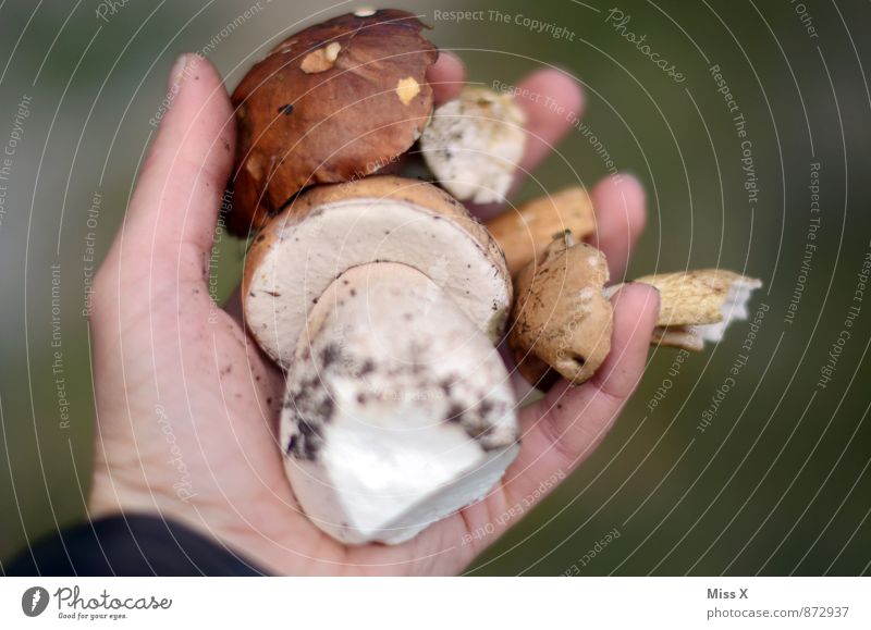 Steinpilz Lebensmittel Ernährung Bioprodukte Vegetarische Ernährung Freizeit & Hobby Mensch Hand Finger Natur Herbst dreckig frisch Gesundheit lecker Steinpilze