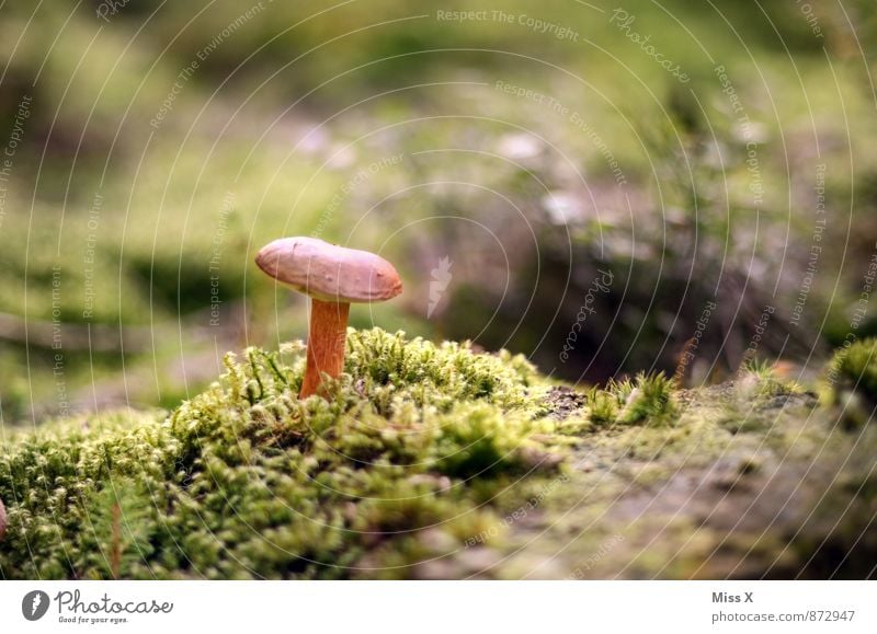 Waldstein Lebensmittel Ernährung Natur Erde Herbst Moos Wachstum Pilz Waldboden Pilzhut Herbstbeginn Herbstwald Farbfoto Außenaufnahme Nahaufnahme Menschenleer