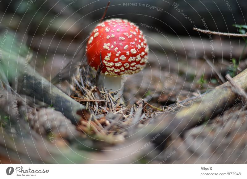 Fliegenpilz Umwelt Natur Pflanze Erde Herbst Moos Wald Wachstum gefährlich Gift vergiften Pilz Pilzhut Tannennadel Waldboden Ast sprießen Farbfoto Außenaufnahme