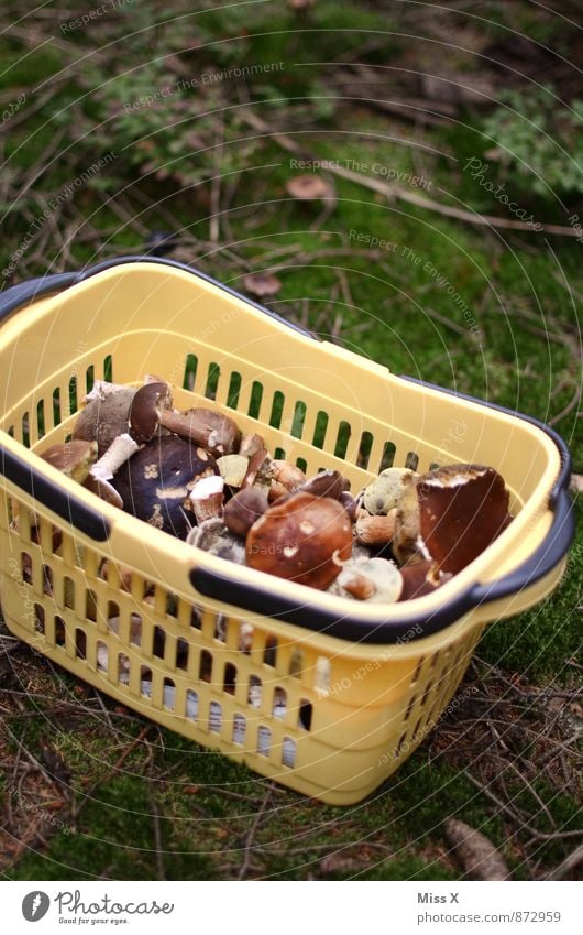 Pilzkorb Lebensmittel Ernährung Vegetarische Ernährung Freizeit & Hobby Umwelt Natur Herbst Moos Wald dreckig frisch lecker Korb Pilzsucher Maronenröhrling