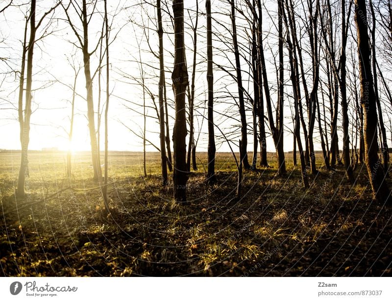 feierabend Leben Sommer Sonne Umwelt Natur Landschaft Sonnenaufgang Sonnenuntergang Schönes Wetter Wärme Blume Gras Moos Wiese ästhetisch Gesundheit nachhaltig