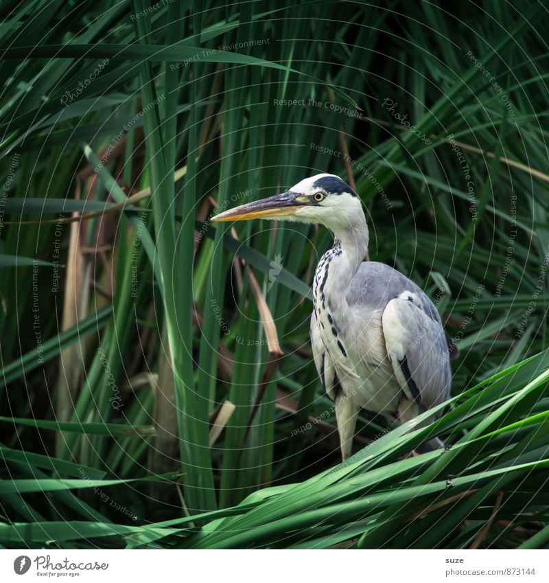 Herr Strese wird gesucht ... Umwelt Natur Tier Seeufer Wildtier Vogel 1 stehen warten ästhetisch authentisch fantastisch natürlich wild grün geheimnisvoll