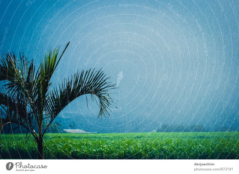 Endlich Regen, Grüne Felder, ganz viel Regen..kleine Palme und die Sonne scheint. Auf der Fahrt nach Cairns. Queensland / Australia. harmonisch Wohlgefühl ruhig