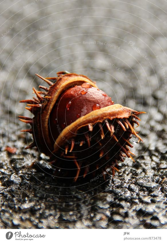 Tränende Kastanie Natur Wassertropfen Regen Pflanze Endzeitstimmung Trauer herbstlich stachelig Asphalt nass gefallen Vergänglichkeit geplatzt Tropfen Herbst