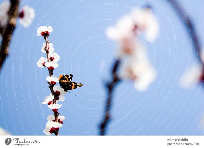 Frühlingsgefühle II Aprikose Aprikosenbaum Blume Blüte Schmetterling Jahreszeiten schön harmonisch Saison attraktiv himmlisch Leichtigkeit Ast Glück