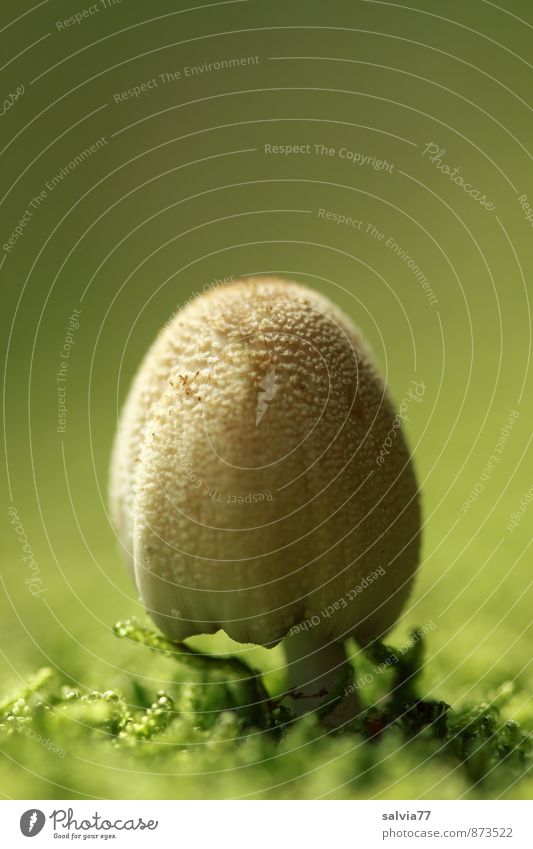 Tintling Natur Pflanze Erde Sommer Moos Wildpflanze Pilz Pilzhut Wald stehen Wachstum Ekel klein natürlich weich braun grün Einsamkeit ruhig Umwelt Tintlinge