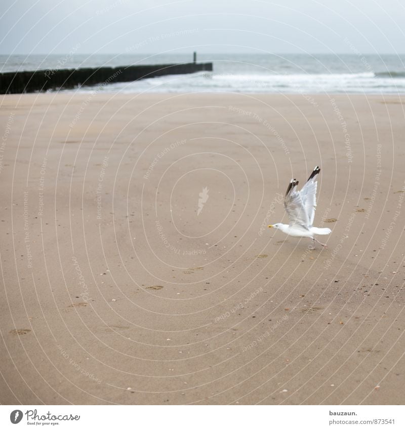 starten. Ferien & Urlaub & Reisen Tourismus Ausflug Abenteuer Ferne Freiheit Sommer Strand Meer Umwelt Natur Himmel Wolken Klima Wetter Wellen Küste Nordsee