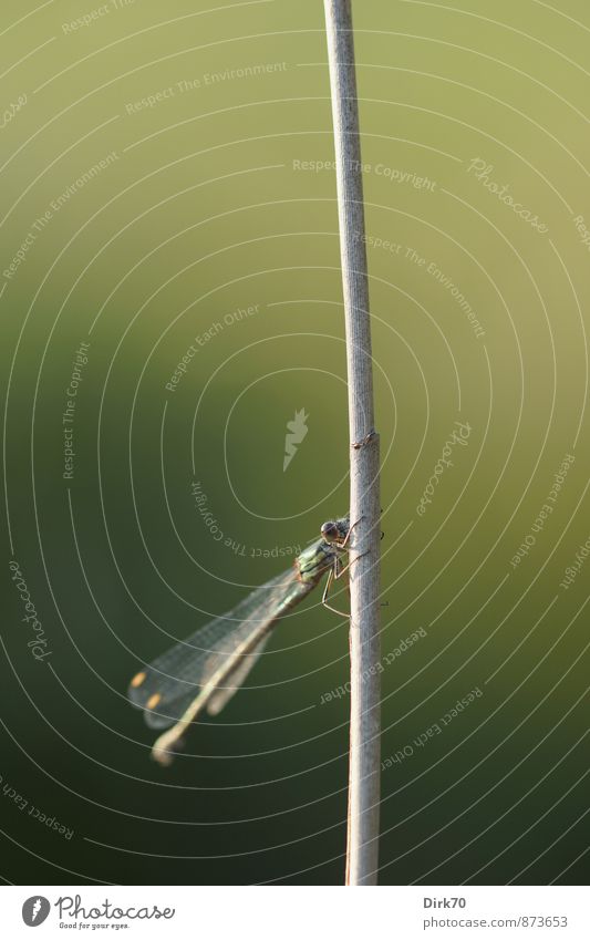 Ein Halm im Wind als einzig fester Halt Natur Schönes Wetter Pflanze Schilfrohr Röhricht Stengel Feld Flussufer Tier Wildtier Insekt Libelle Klein Libelle 1