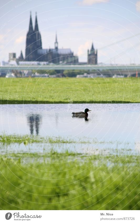 Kölner Zoo Umwelt Landschaft Wasser Himmel Klima Klimawandel Schönes Wetter Gras Wiese Flussufer Moor Sumpf Teich See Stadt Kirche Dom Park Brücke Bauwerk