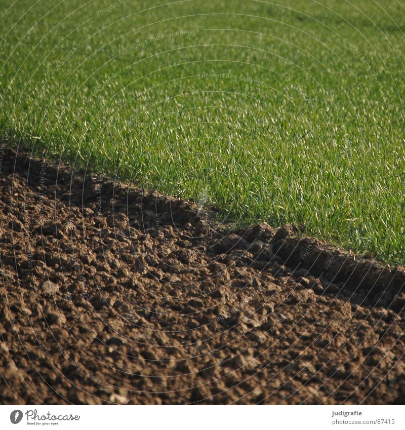 Acker Feld Wachstum Landwirtschaft grün braun pflügen Frühling Ackerbau Auftrag Erde Wiese Bodenbelag anbauen Linie bauerngut Humus wachsen lassen mutterboden