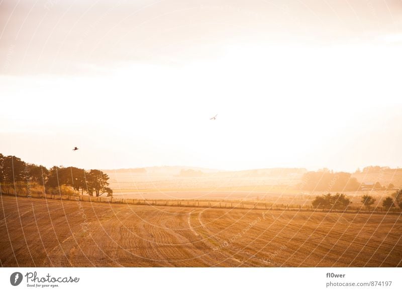 Scottisch birds for the win Natur Landschaft Himmel Sonnenlicht Herbst Schönes Wetter Feld 2 Tier Unendlichkeit schön Wärme Vogel Baum Fliege Zaun leeres Feld