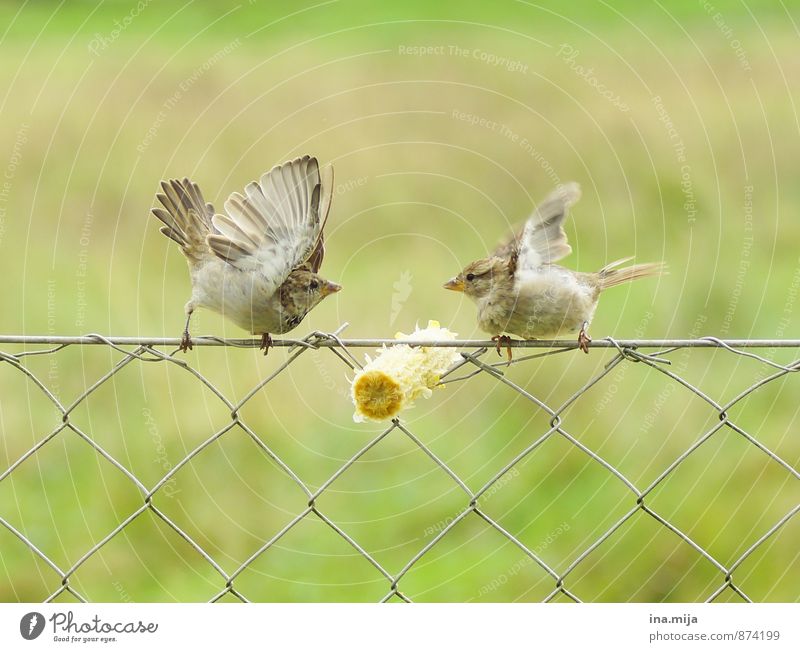 MEIN MAISKOLBEN! Tier Wildtier Vogel 2 Tierpaar Essen kämpfen Aggression bedrohlich frech niedlich rebellisch wild braun grün Neid Gier Völlerei gefräßig Kraft