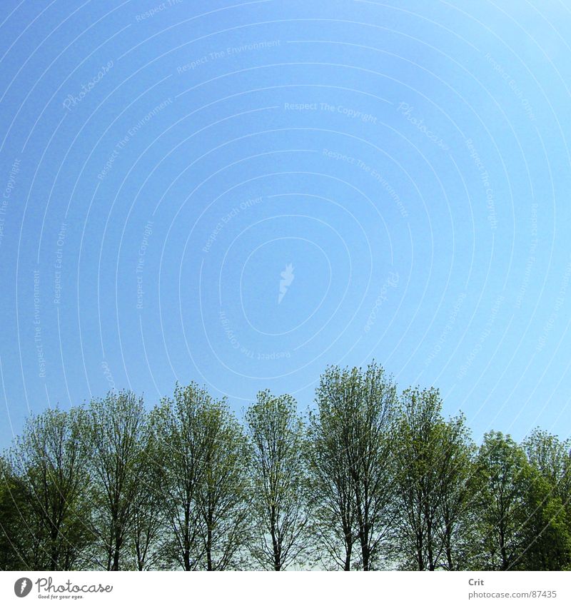 praise Himmel Natur Ground sky tree holy pray god earth world environment contrast blue