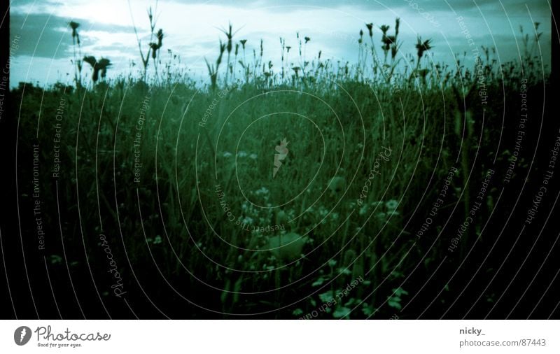 nostalgische kittykat view Wiese negativ grün Gras Halm Am Rand schwarz beige Nostalgie Herbst Stillleben Weide Scan Himmel black Landschaft