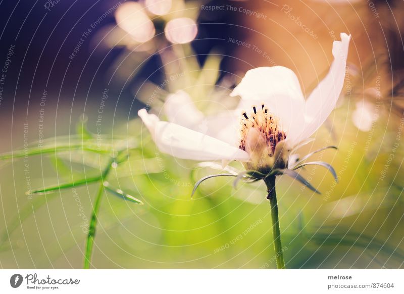 Bokeh Pflanze Sommer Schönes Wetter Blume Gras Blüte Anemonen Gräserblüte Stempel Garten Unschärfe Lichtreflexe Blühend entdecken glänzend schön braun gold grün