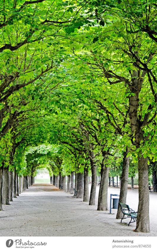 natürlich-künstlicher Tunnel Garten Dekoration & Verzierung Kunst Natur Pflanze Sommer Schönes Wetter Baum Park Wien Straße Wege & Pfade stehen alt Kitsch grau