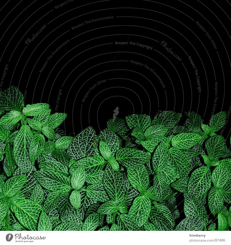 leaf me in the dark grün Blatt Garten Wildnis Dachgarten Dachterrasse Umwelt Park dunkel Frühling Natur Aktien