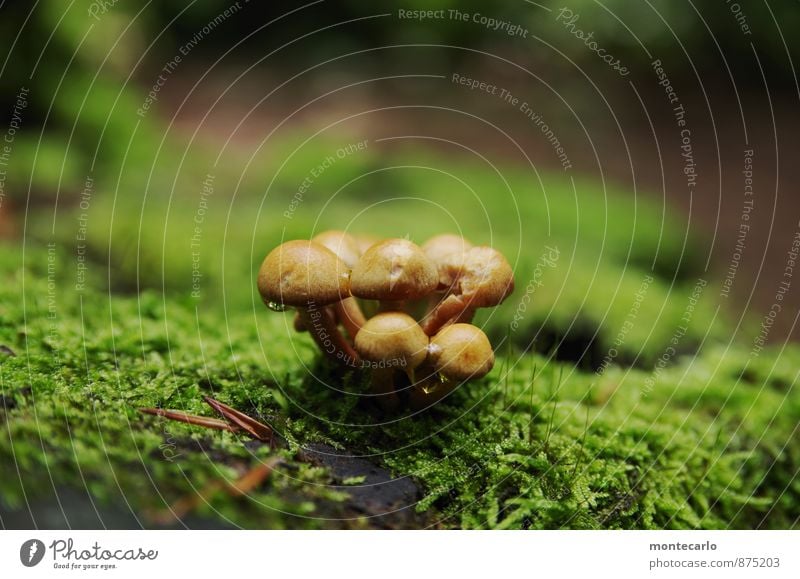 auslaufmodell | die letzten... Umwelt Natur Herbst Pflanze Moos Grünpflanze Nutzpflanze Wildpflanze Pilz Baumstumpf Wald dünn authentisch einfach kaputt klein