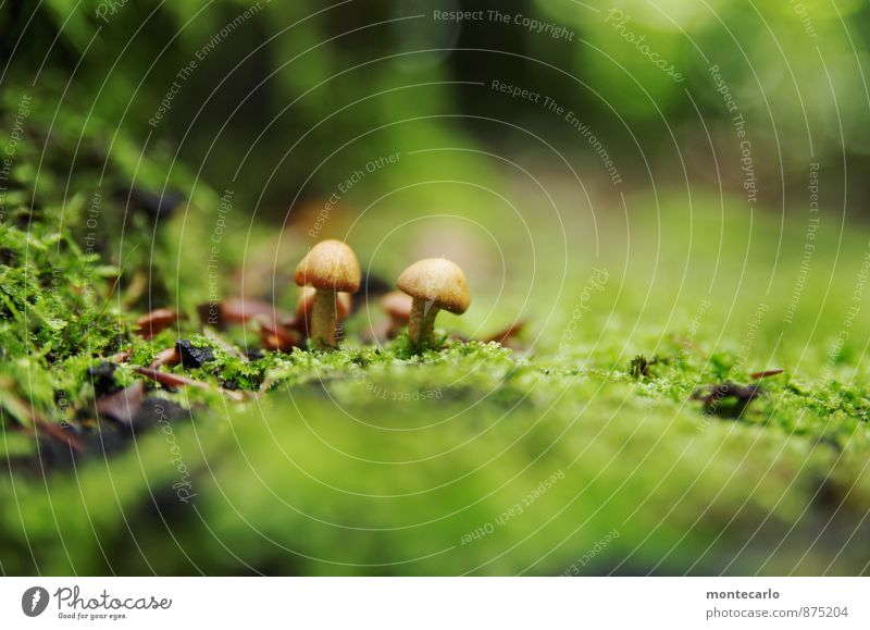 in den tiefen des waldes Umwelt Natur Erde Herbst Pflanze Sträucher Moos Grünpflanze Wildpflanze Pilz Waldboden entdecken wandern dünn authentisch einfach klein