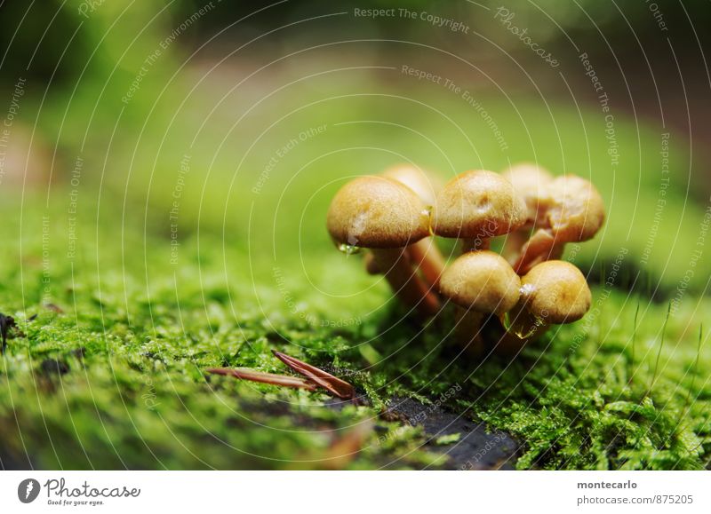 kuschelgruppe Umwelt Natur Erde Herbst Pflanze Moos Wildpflanze Pilz Baumstumpf Wald Waldboden entdecken wandern Duft authentisch frisch kalt klein nass